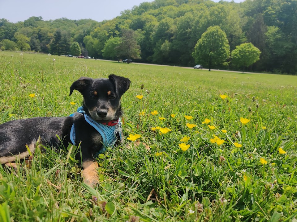 Berea Animal Rescue Shelter