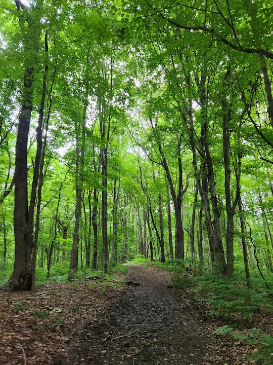 Forest Ridge Preserve
