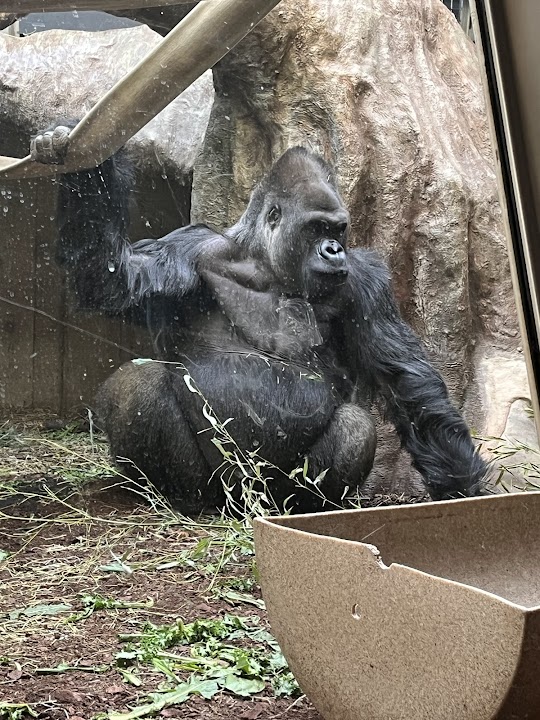 Primate, Cat & Aquatics